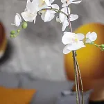 Appartement Keki